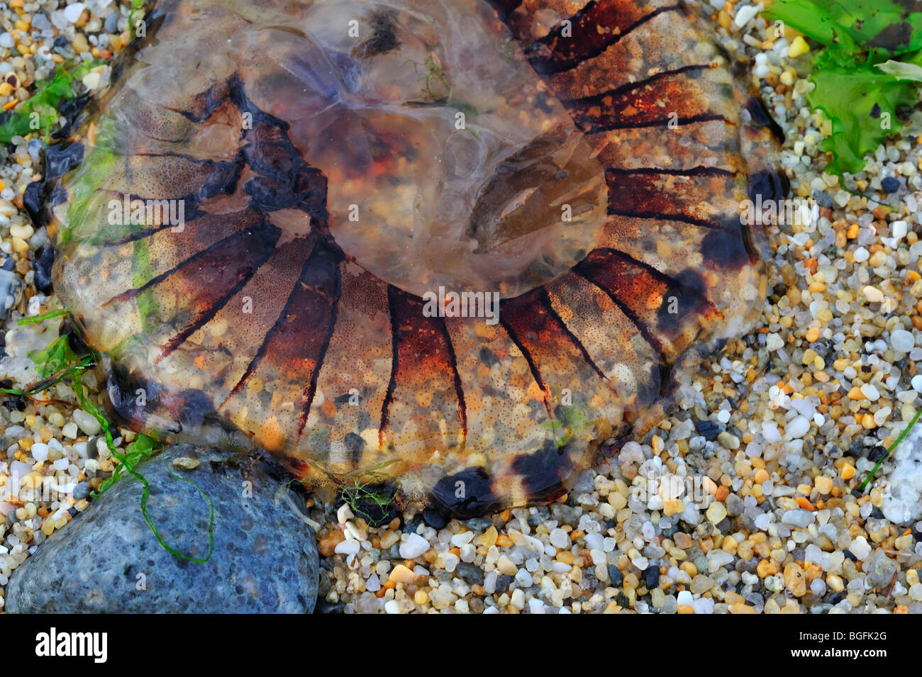 Kompassquallen (Chrysaora Hysoscella) am Strand angeschwemmt Stockfoto