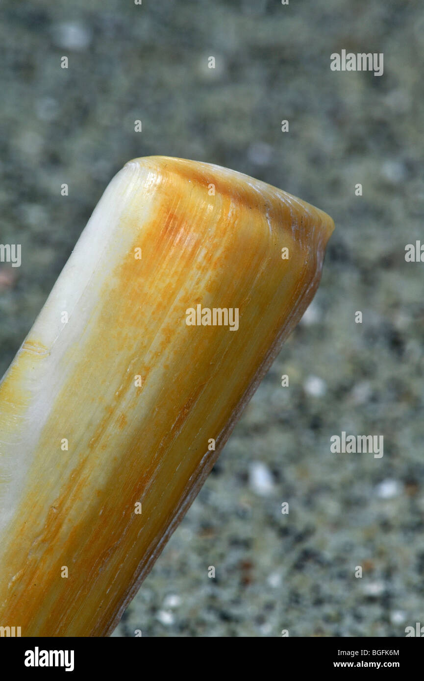 Detail der Europäischen Razor Clam / gerillt gestochen Schale (Solen Marginatus) Stockfoto
