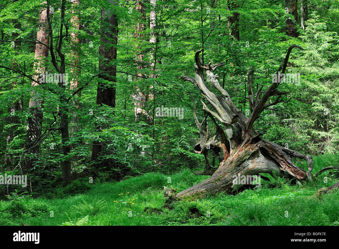 Umgestürzten Baum auszusetzen seine Wurzeln im Bayerischen Wald, Deutschland Stockfoto