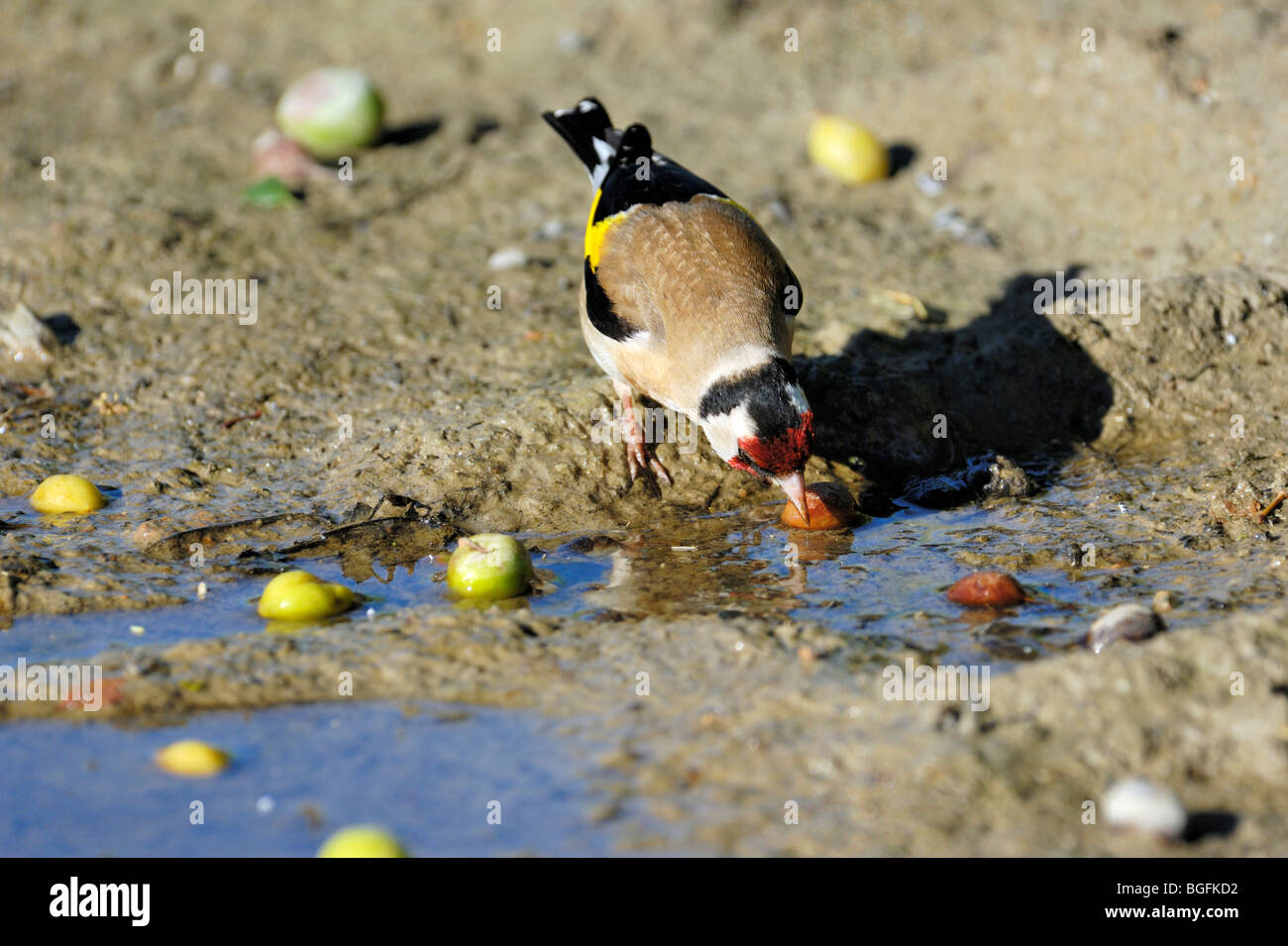 Europäische Stieglitz (Zuchtjahr Zuchtjahr) Trinkwasser aus der Pfütze Stockfoto
