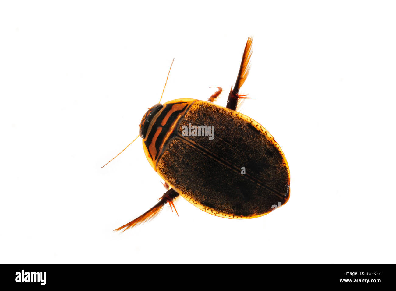 Geringerem Tauchen Käfer / gerillt Tauchen Käfer (Acilius Sulcatus) auf weißem Hintergrund Stockfoto