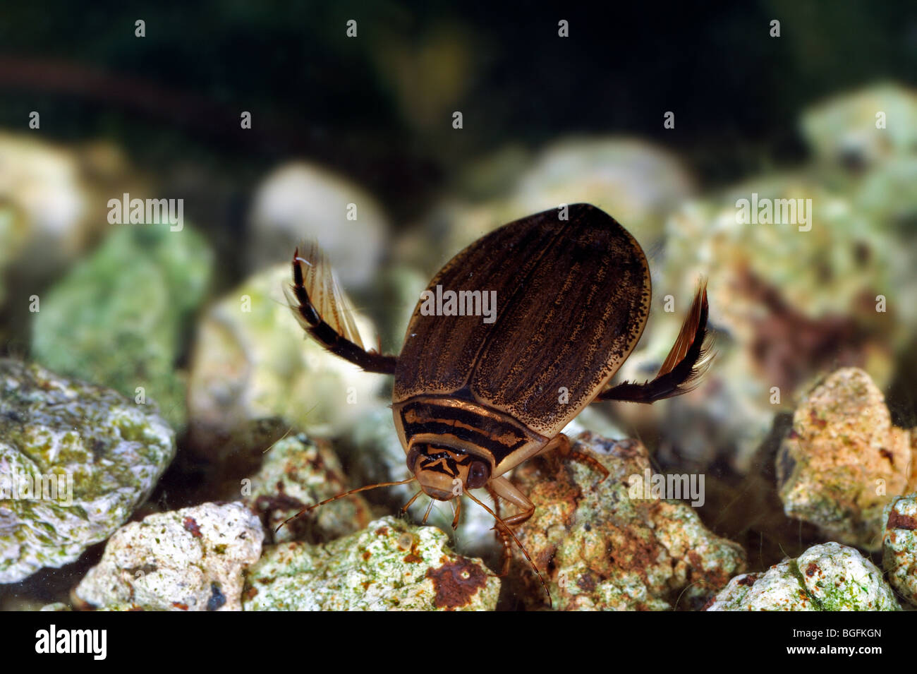 Geringerem Tauchen Käfer / gerillt Tauchen Käfer (Acilius Sulcatus) Schwimmen unter Wasser Stockfoto