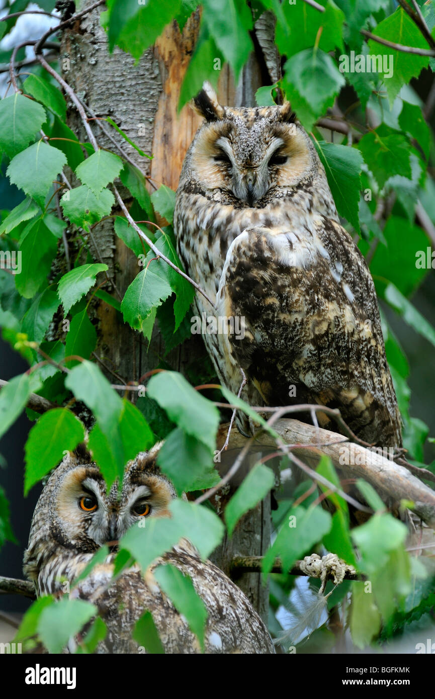 Zwei Waldohreulen (Asio Otus) im Baum im Wald Schlafplatz Stockfoto