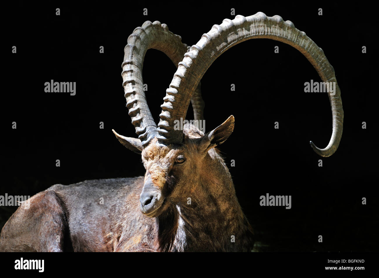 Nubische Steinböcke (Capra Ibex Nubiana) close-up, ursprünglich aus Israel, Jordanien, Saudi Arabien, Oman, Ägypten und Sudan Stockfoto