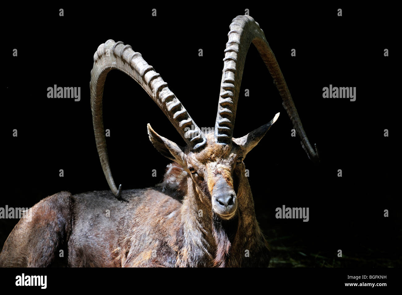 Nubische Steinböcke (Capra Ibex Nubiana) close-up, ursprünglich aus Israel, Jordanien, Saudi Arabien, Oman, Ägypten und Sudan Stockfoto