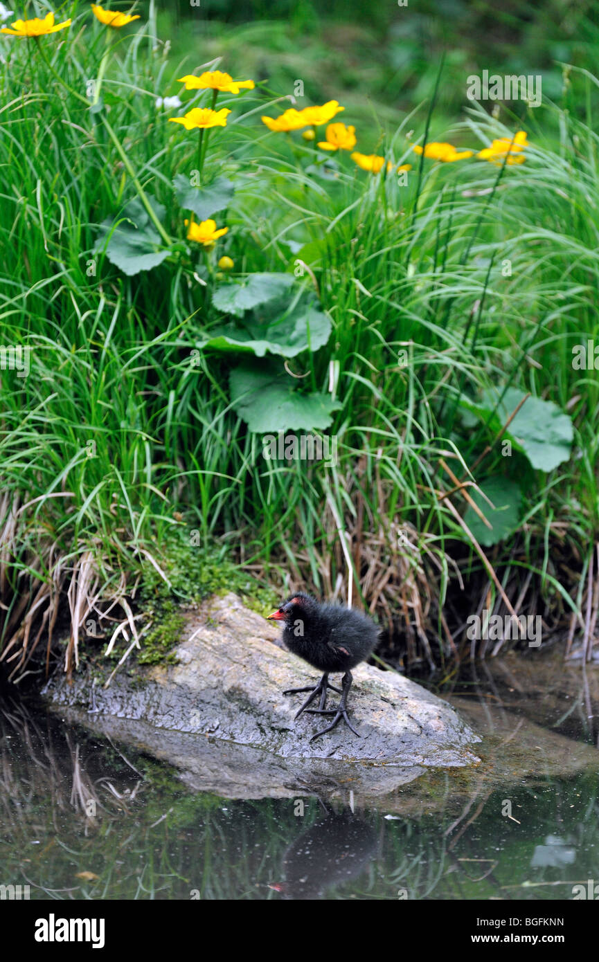 Teichhühner / gemeinsame Gallinule (Gallinula Chloropus) Küken warten auf Felsen am Seeufer gefüttert werden Stockfoto