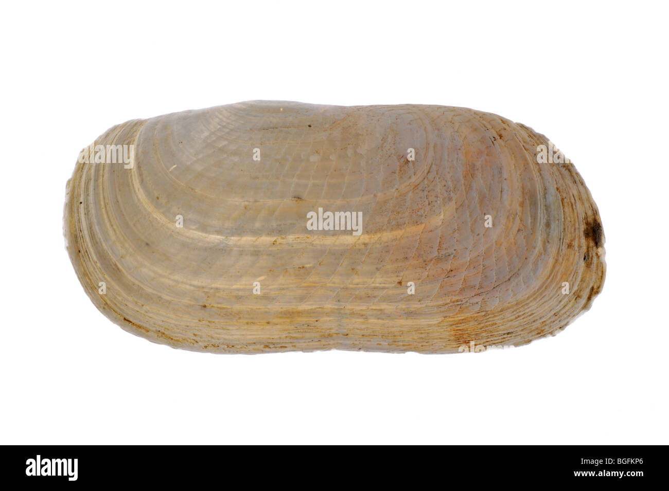 Schmale Otter Shell (Lutraria Angustior) auf weißem Hintergrund Stockfoto