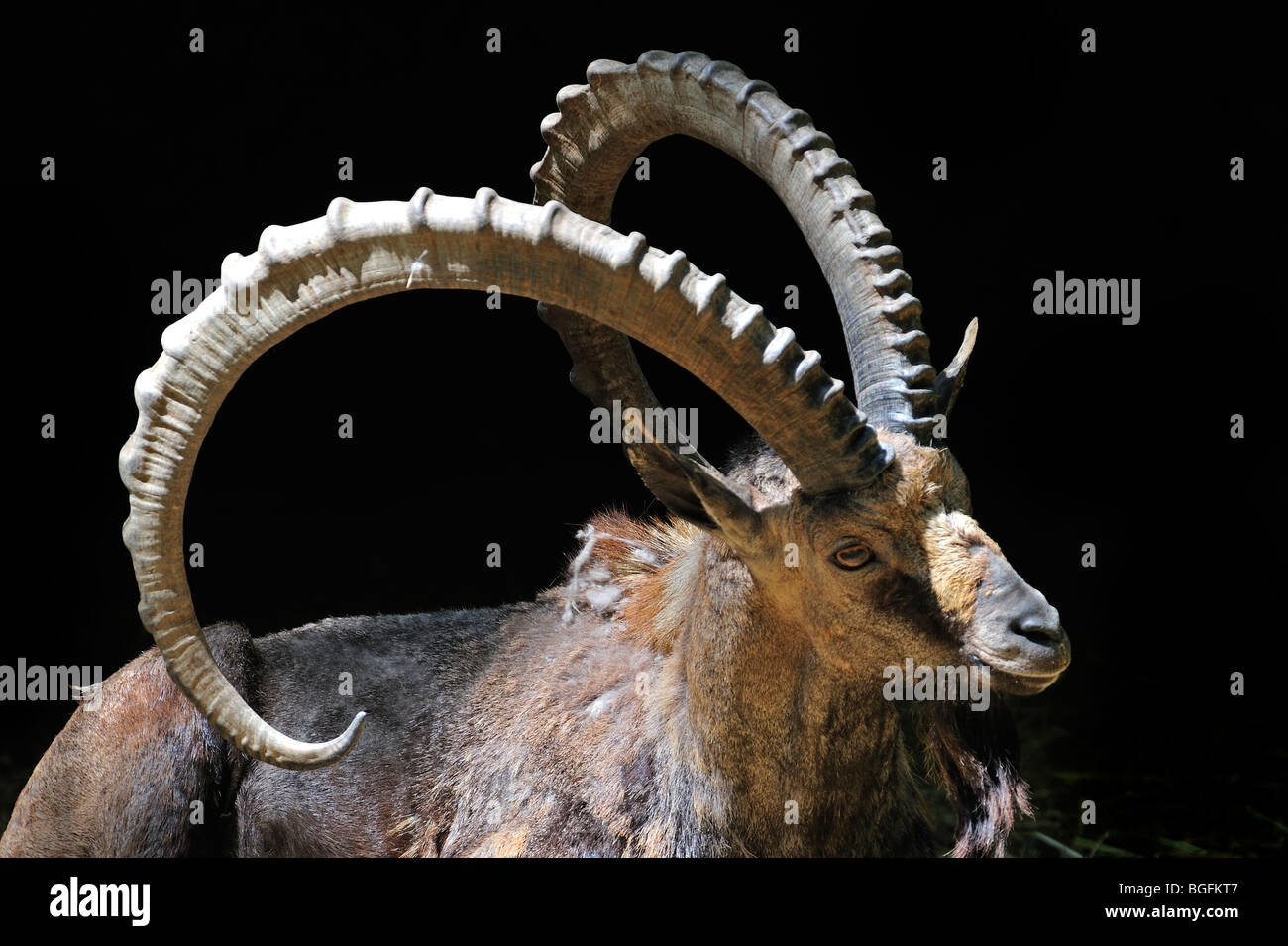 Nubische Steinböcke (Capra Ibex Nubiana) close-up, ursprünglich aus Israel, Jordanien, Saudi Arabien, Oman, Ägypten und Sudan Stockfoto