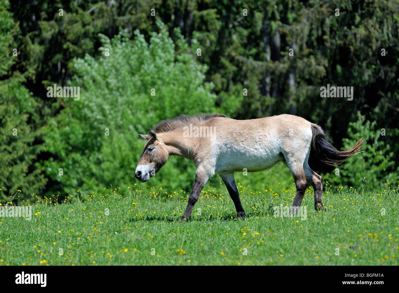 Przewalski Pferd (Equus Ferus Przewalskii) am Rande des Waldes, heimisch in Mongolei Stockfoto