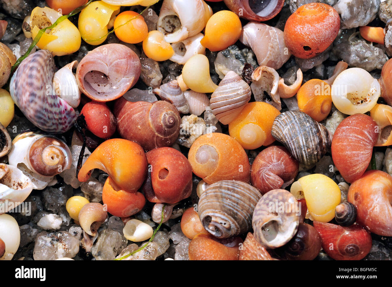 Meeresschnecke Muscheln am Strand, Bretagne, Frankreich Stockfoto