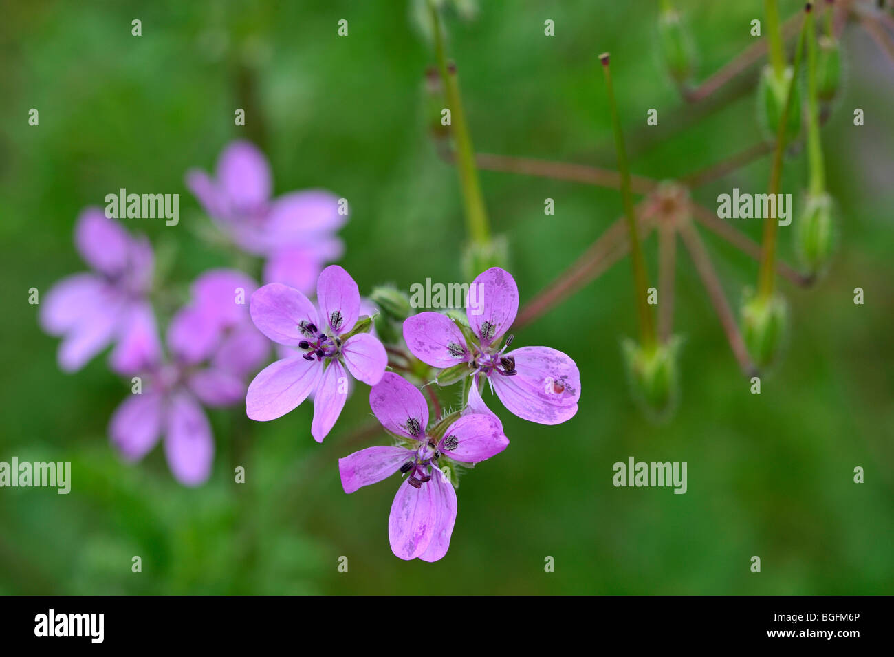 Redstem Filaree / Storksbill / gemeinsame Stork es-Rechnung (Erodium Cicutarium) close-up, Belgien Stockfoto