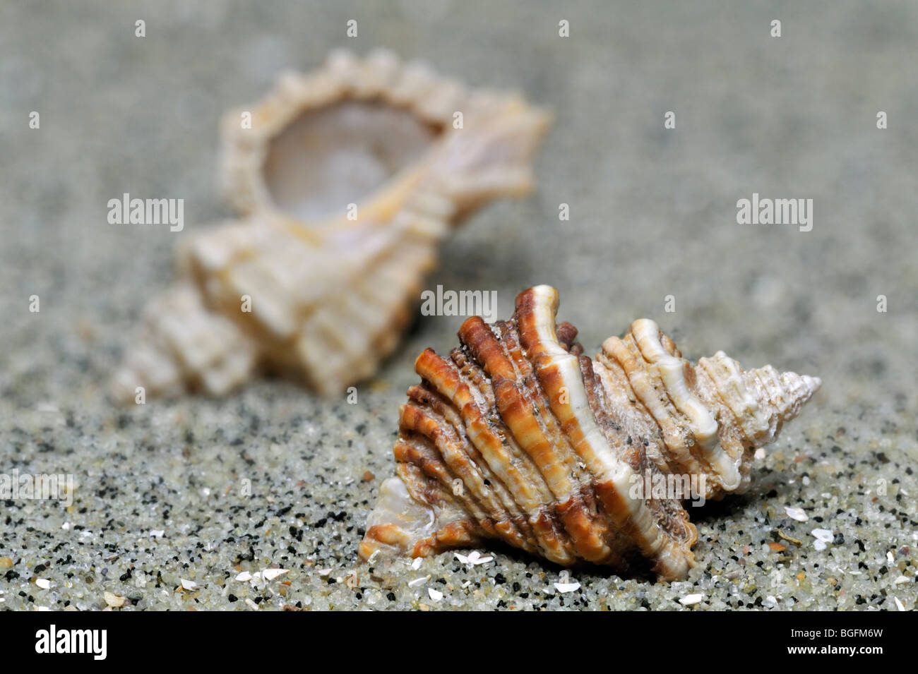 Sting Winkle / Oyster Bohrer / Igel Murex (Ocenebra Erinacea) am Strand, Bretagne, Frankreich Stockfoto