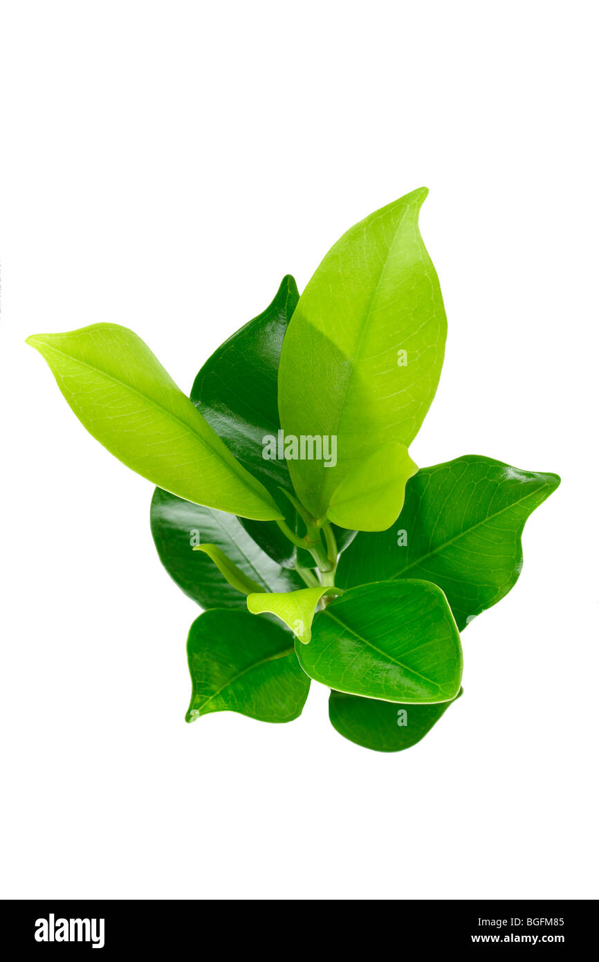 Erhöhten Blick auf grüne Jungpflanze auf weißem Hintergrund Stockfoto
