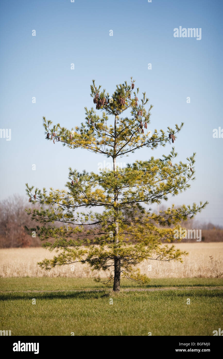 Ein immergrüner Baum, der allein in einem Feld vor einem blauen Himmel Stockfoto