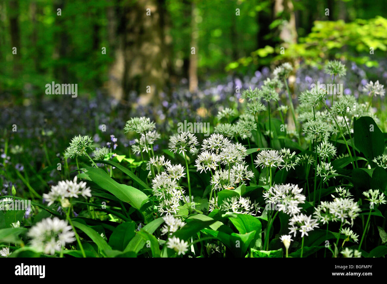 Bärlauch / Bärlauch (Allium Ursinum) und Glockenblumen (Scilla non-Scripta / Endymion Nonscriptus / Hyacinthoides non-Scripta) Stockfoto