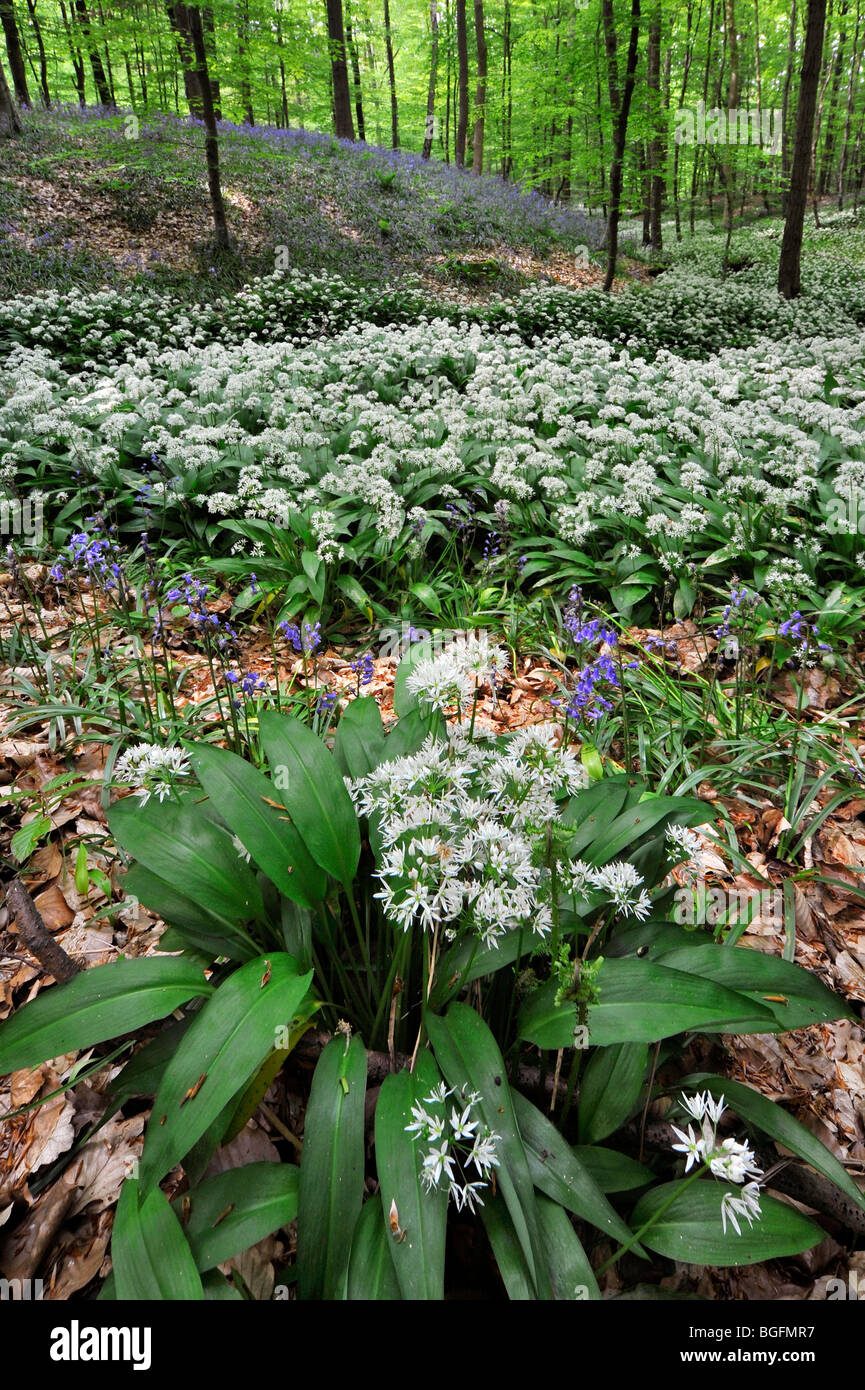 Bärlauch / Bärlauch (Allium Ursinum) und Glockenblumen (Scilla non-Scripta / Endymion Nonscriptus) im Frühjahr Buchenwald Stockfoto
