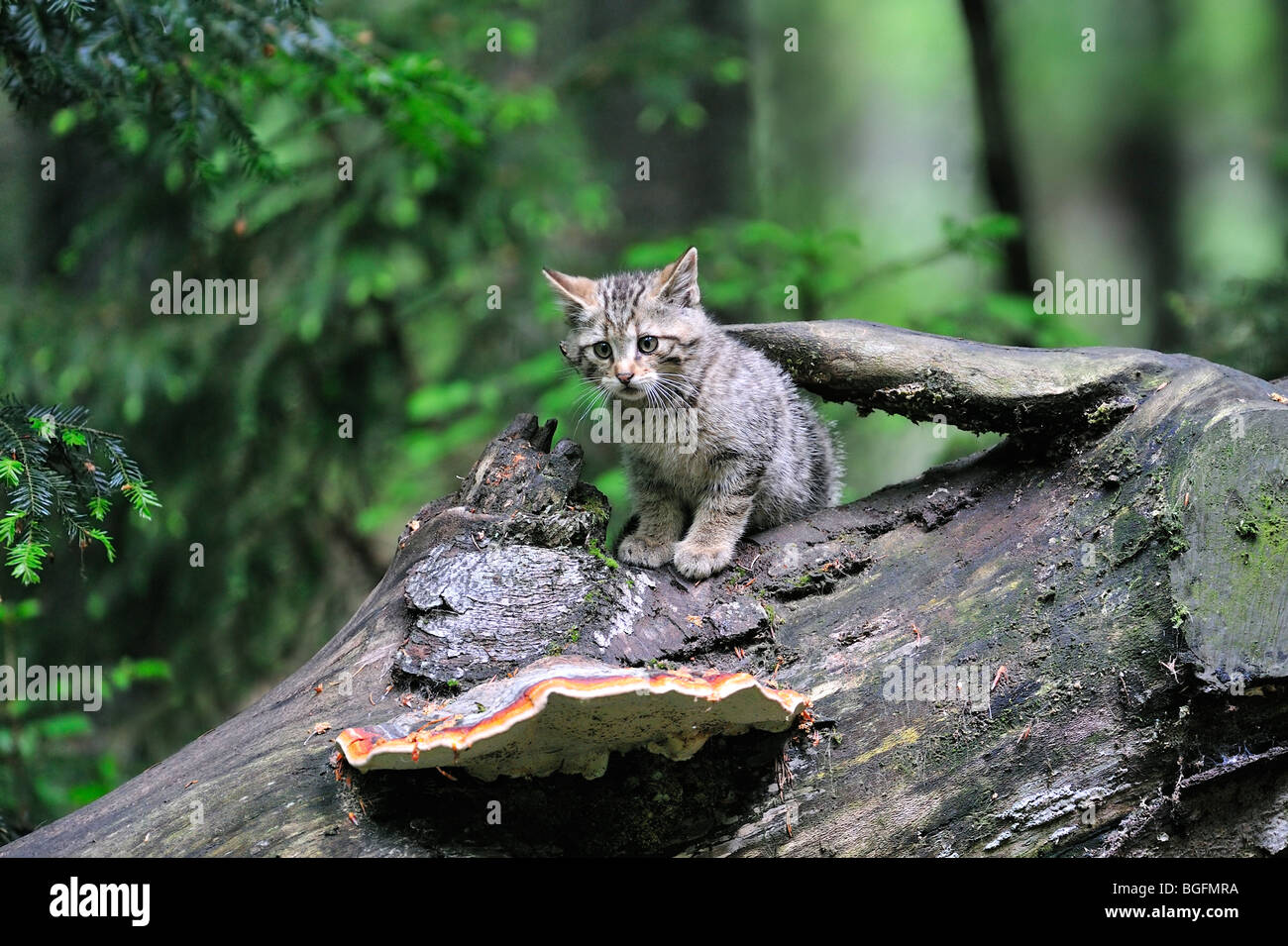 Wilde Katze Kitten (Felis Silvestris) auf Baumstamm im Wald, Deutschland Stockfoto