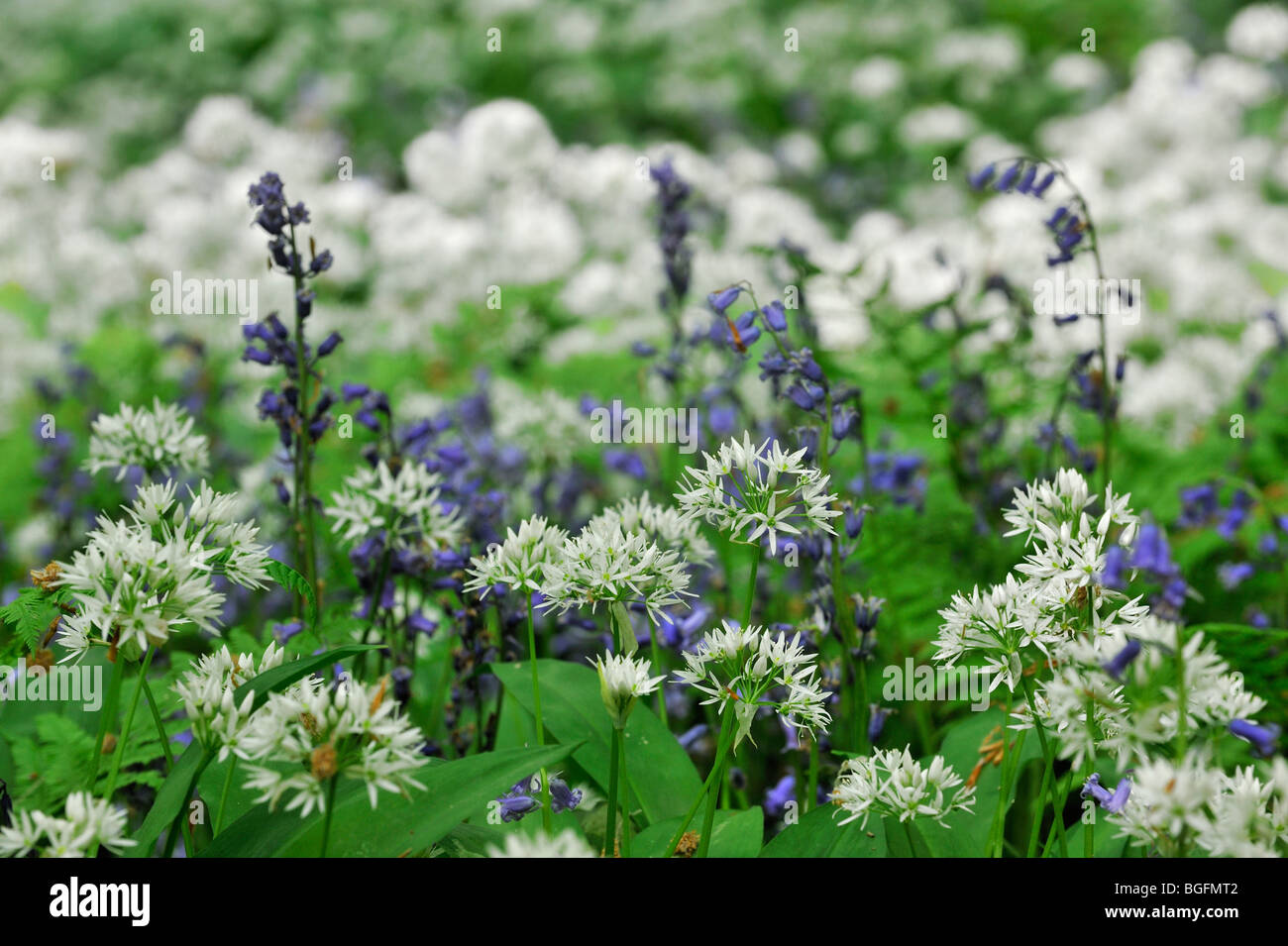 Bärlauch / Bärlauch (Allium Ursinum) und Glockenblumen (Scilla non-Scripta / Endymion Nonscriptus) in Blüte im Frühlingswald, UK Stockfoto