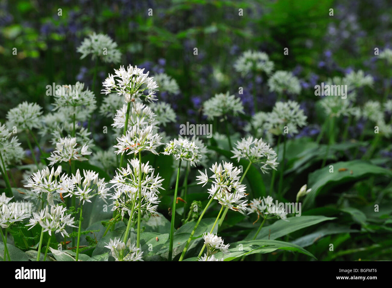 Bärlauch / Bärlauch (Allium Ursinum) und Glockenblumen (Scilla non-Scripta / Endymion Nonscriptus) in Blüte im Frühlingswald, UK Stockfoto