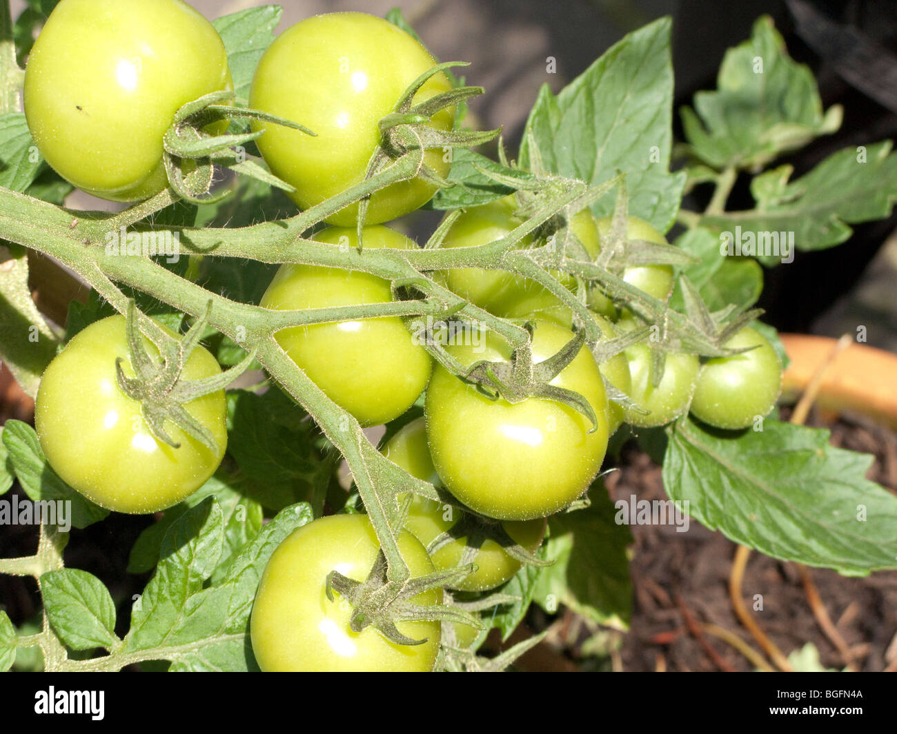 Tomatenpflanze in Terrakotta Garten Container grüne Früchte Stockfoto