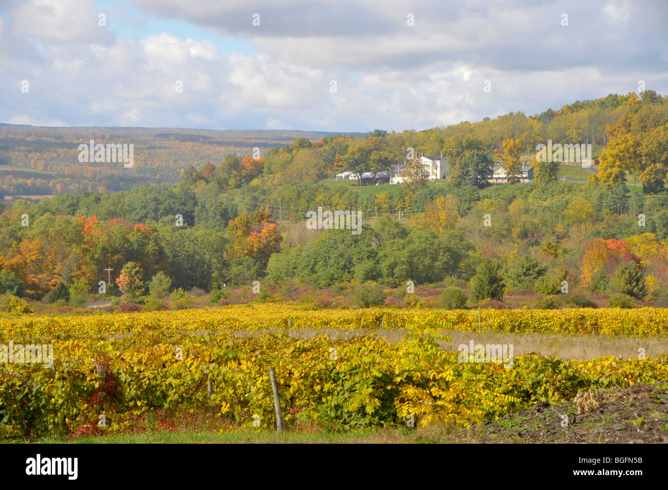 Weinberge Finger Lakes Region New York Weingut Stockfoto