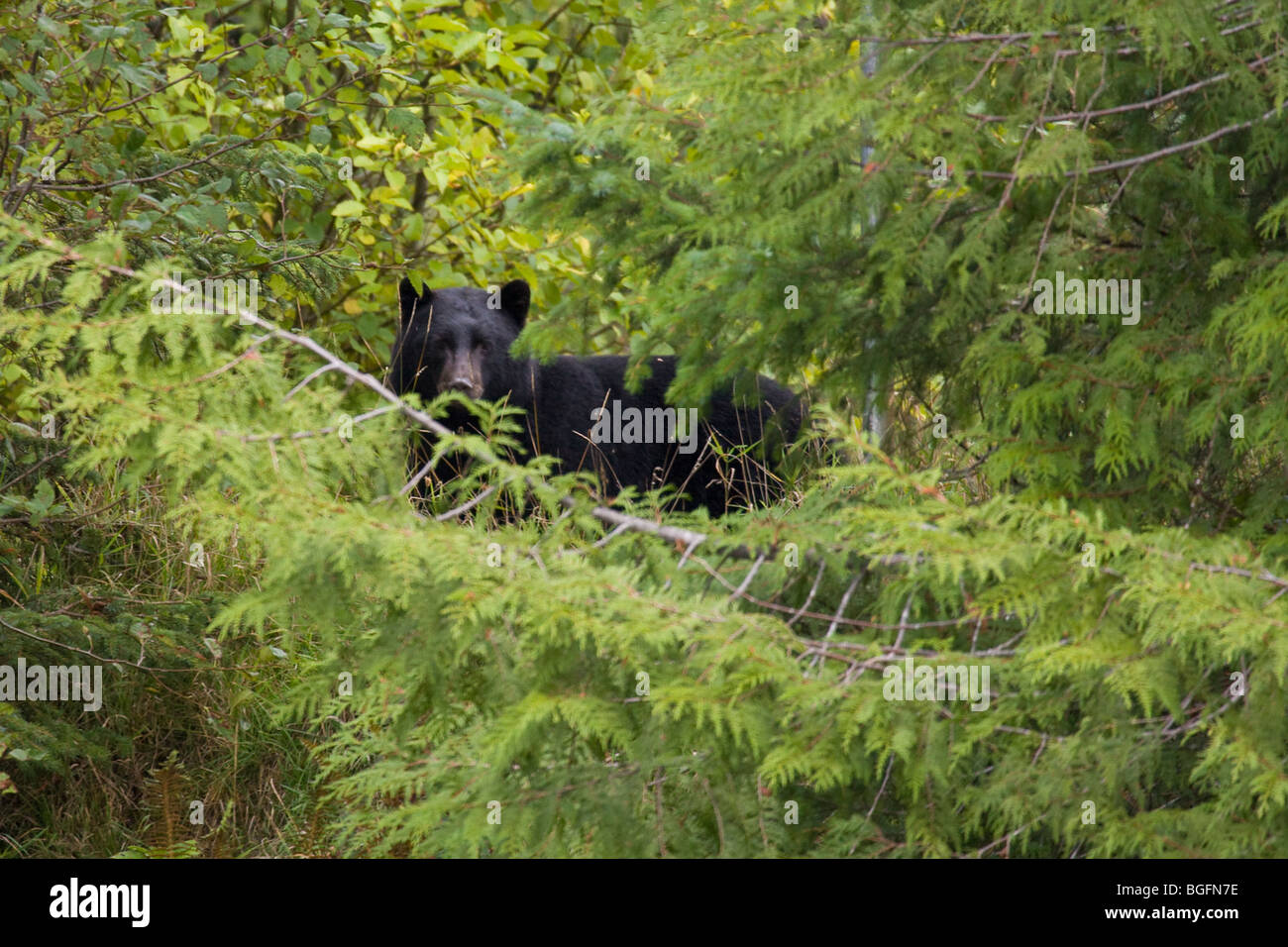 Black Bear beobachten mich eng in port hardy Vancouver island Stockfoto