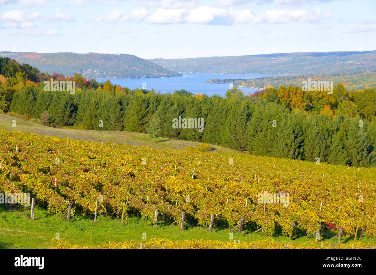 Herbst Farben Weingut Weinberge Finger Lakes Region NewYork Stockfoto