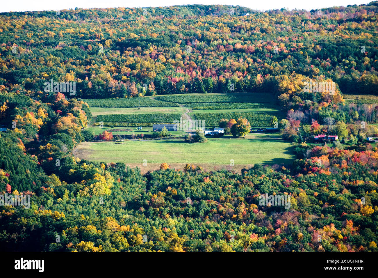 Herbst Farben Weingut Weinberge Finger Lakes Region NewYork Stockfoto