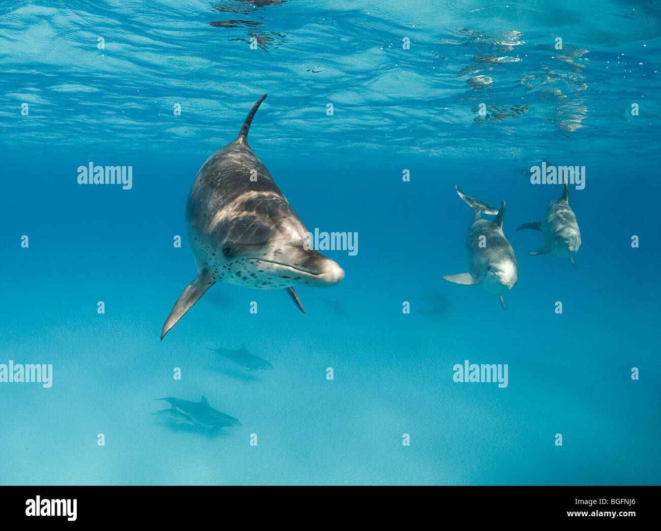 Atlantic Spotted Dolphin (Stenella Frontalis) schwimmt in Richtung der Kamera in der Nähe der Oberfläche Stockfoto