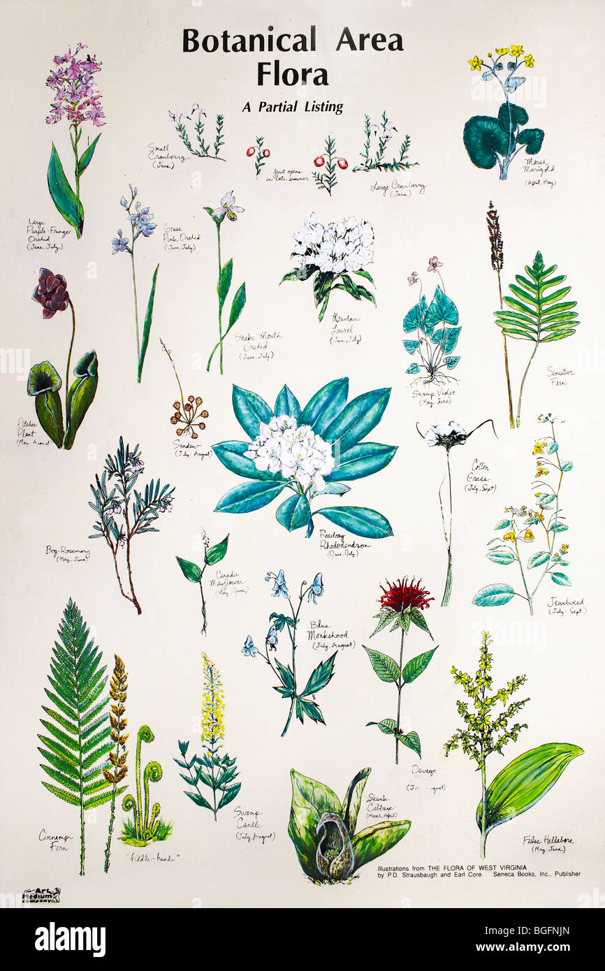 Ein Poster mit der Flora im Cranberry Glades botanischen Bereich, Monongahela National Forest, Marlinton, West Virginia. Stockfoto