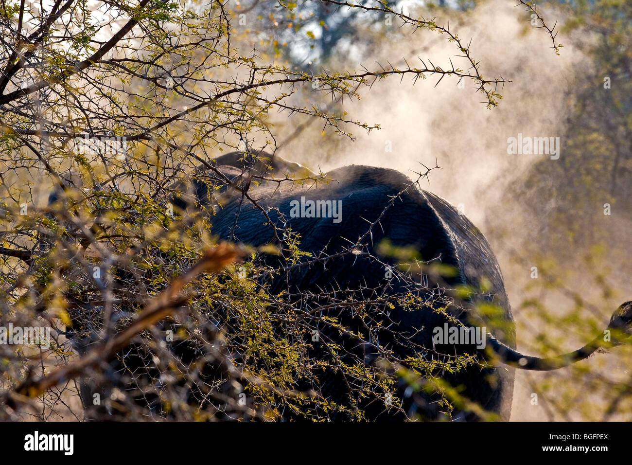 Elefant Staub baden Stockfoto