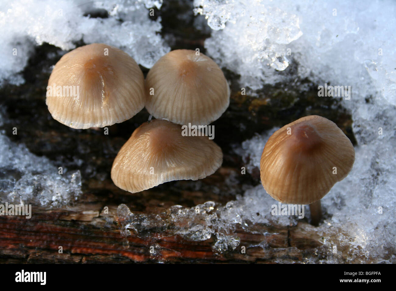 Coprinus Pilzarten auf schneebedeckten Baumstamm am Kammern Bauernhof Holz, Lincolnshire, UK Stockfoto