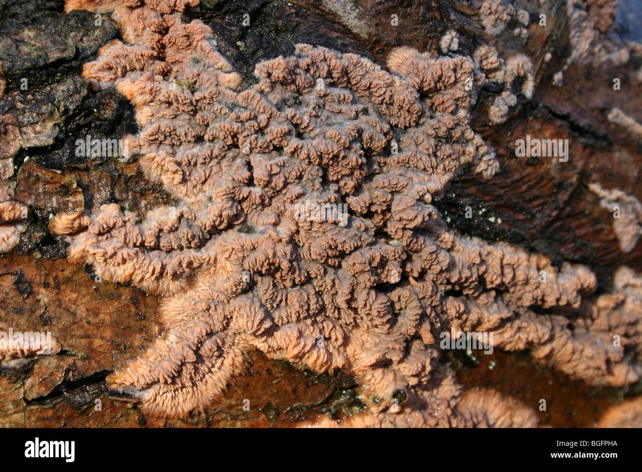 Faltige Kruste Pilze Phlebia Radiata genommen bei Kammern Bauernhof Holz, Lincolnshire, UK Stockfoto