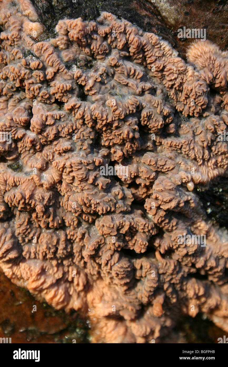 Faltige Kruste Pilze Phlebia Radiata genommen bei Kammern Bauernhof Holz, Lincolnshire, UK Stockfoto