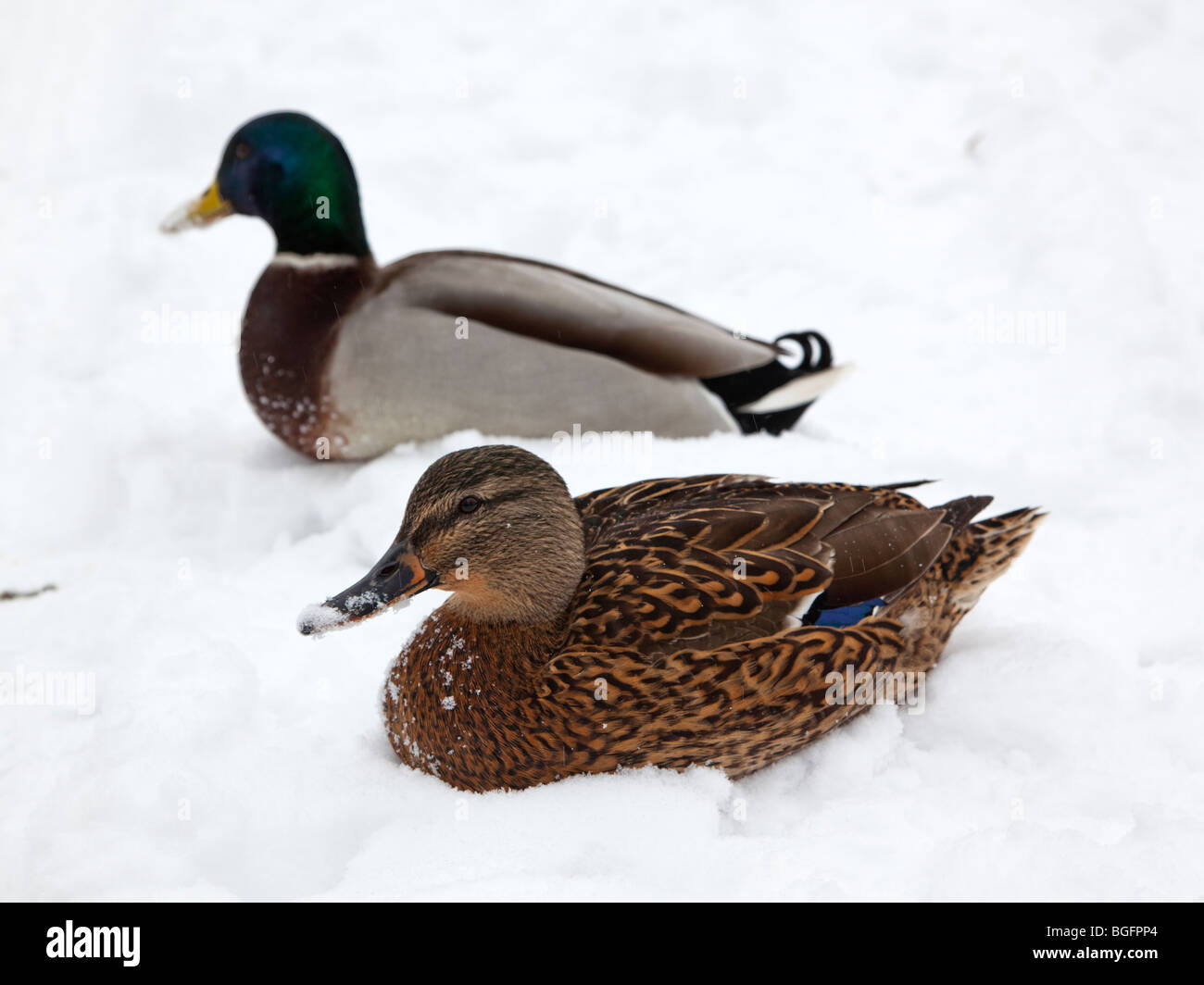 paar Stockente Enten im Schnee Stockfoto