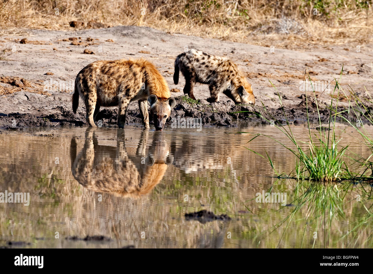 Zwei Hyänen am Wasserloch im Krüger-Park mit gespiegelten Spiegelungen im Wasser trinken. Stockfoto