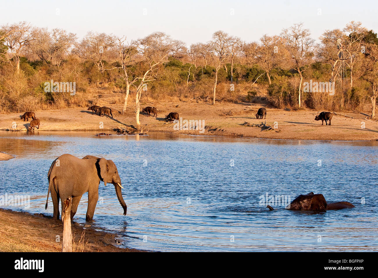 Elefanten, trinken und Schwimmen mit Buffalo an einer Wasserstelle Stockfoto