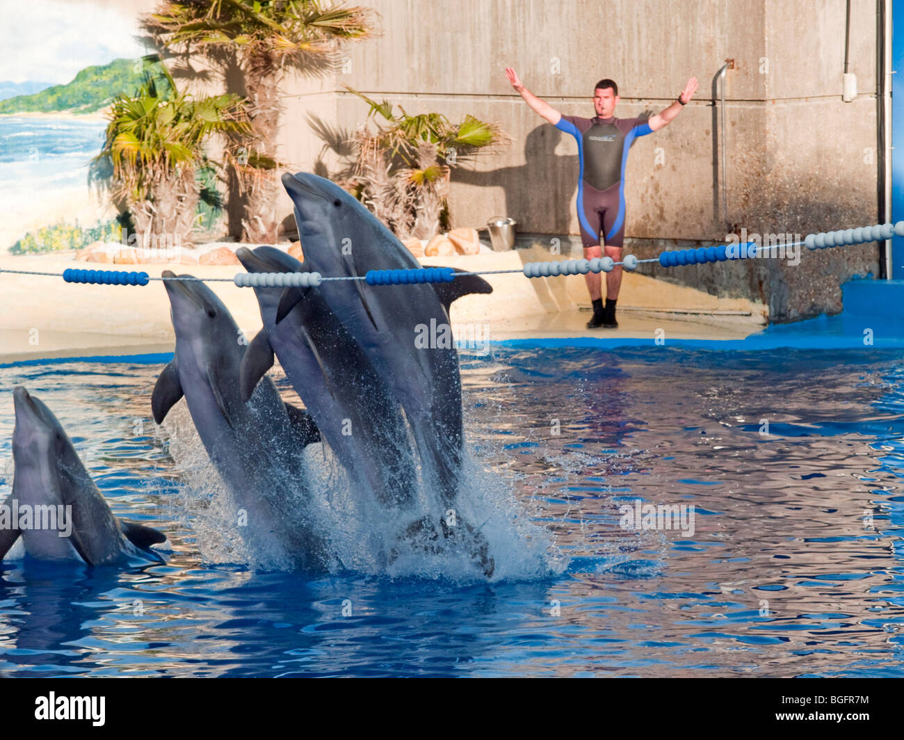 Delfinshow 7 Delfinshow 7