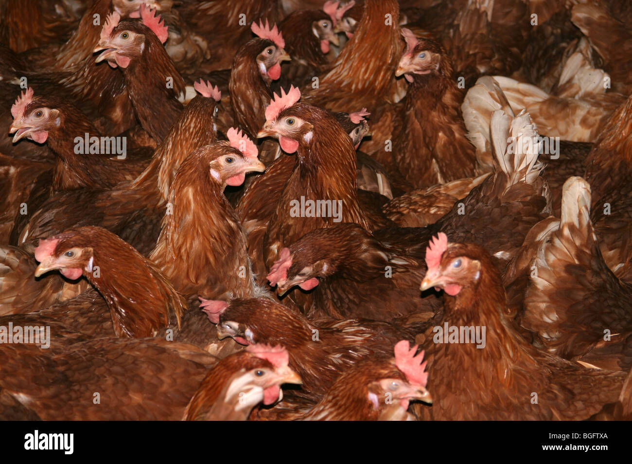 Stall gehalten Legehennen für die Eiererzeugung Stockfoto