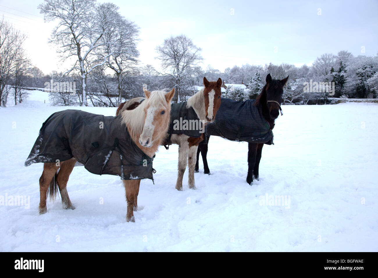 Drei Pferde Pferdedecken tragen zum Schutz vor den schweren Schnee in einem Feld in England Stockfoto