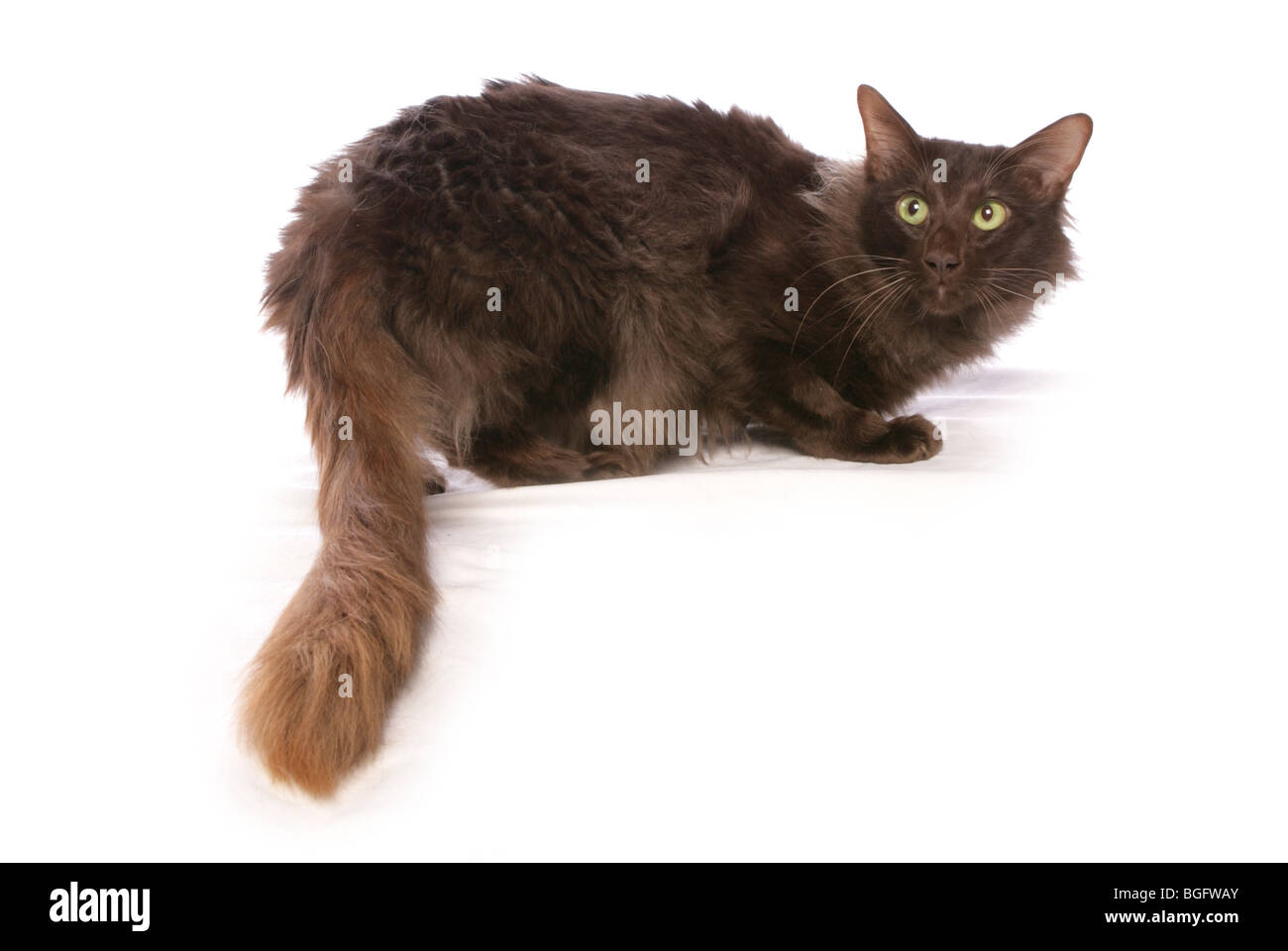 Langhaarige orientalische Katze einzigen Erwachsenen weiblichen Studio Stockfoto