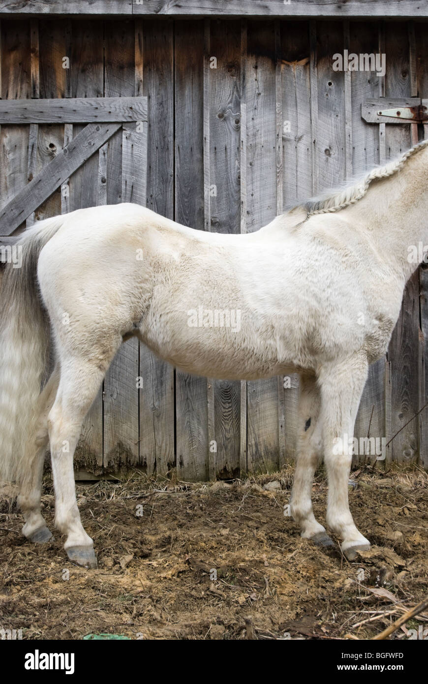 Swayback eines 13 Jahre alten Pferdes. Stockfoto