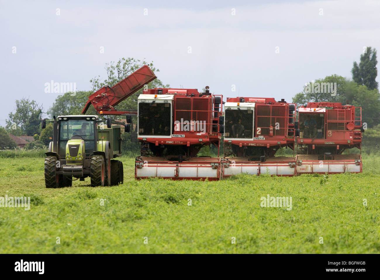 Erbse Vining In Lincolnshire Stockfoto