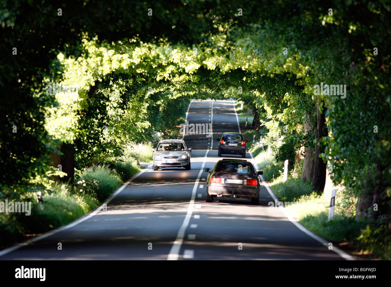 Baumreihen Straße, zwischen Putbus und Poseritz, Insel Rügen ...