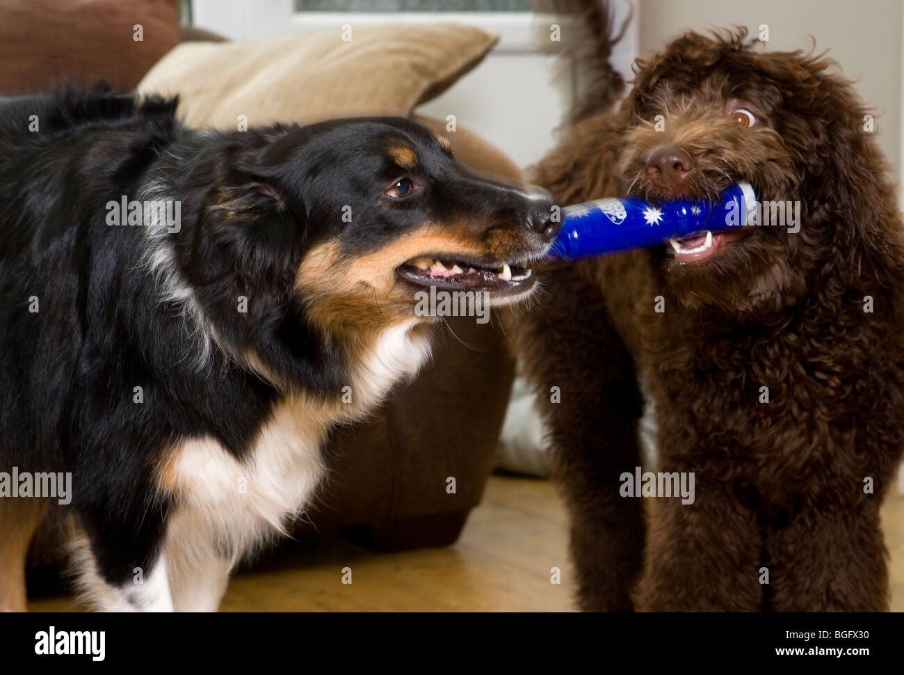 Zwei Hunde spielen erwachsenen männlichen Border Collie und weibliche Welpen Labradoodle im Innenbereich Stockfoto