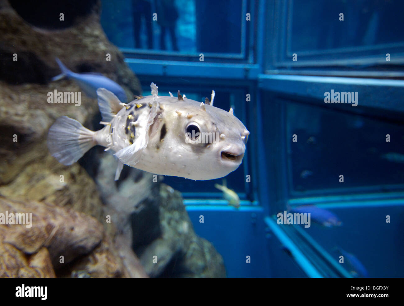 Osaka Aquarium, Osaka, Japan Stockfoto