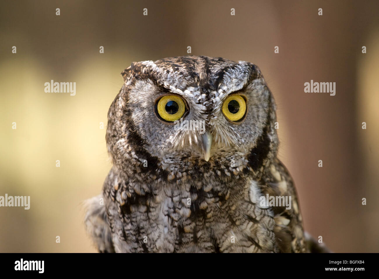 Western-Kreischeule genommen im Wildlife Rescue Center, Bend, OR, USA Stockfoto