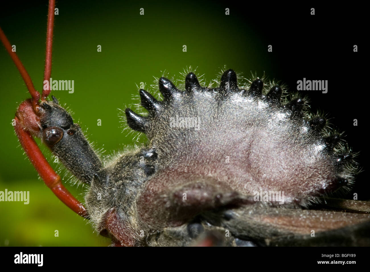 Rad-Bug, eine großen Arten von Assassin Bug, Familie Reduviidae. Stockfoto