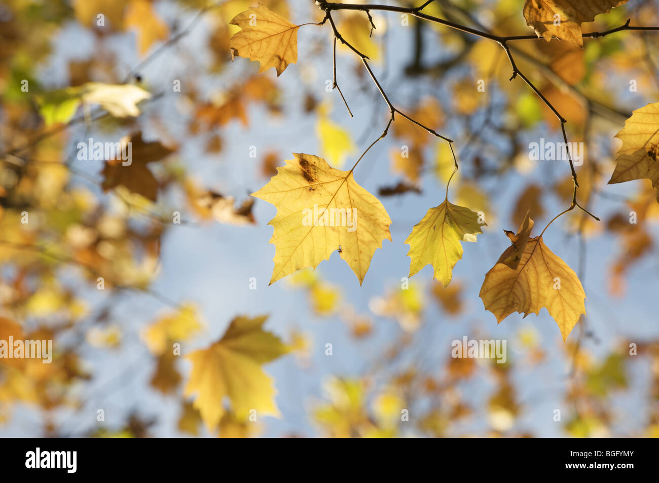 Blätter im Herbst Stockfoto