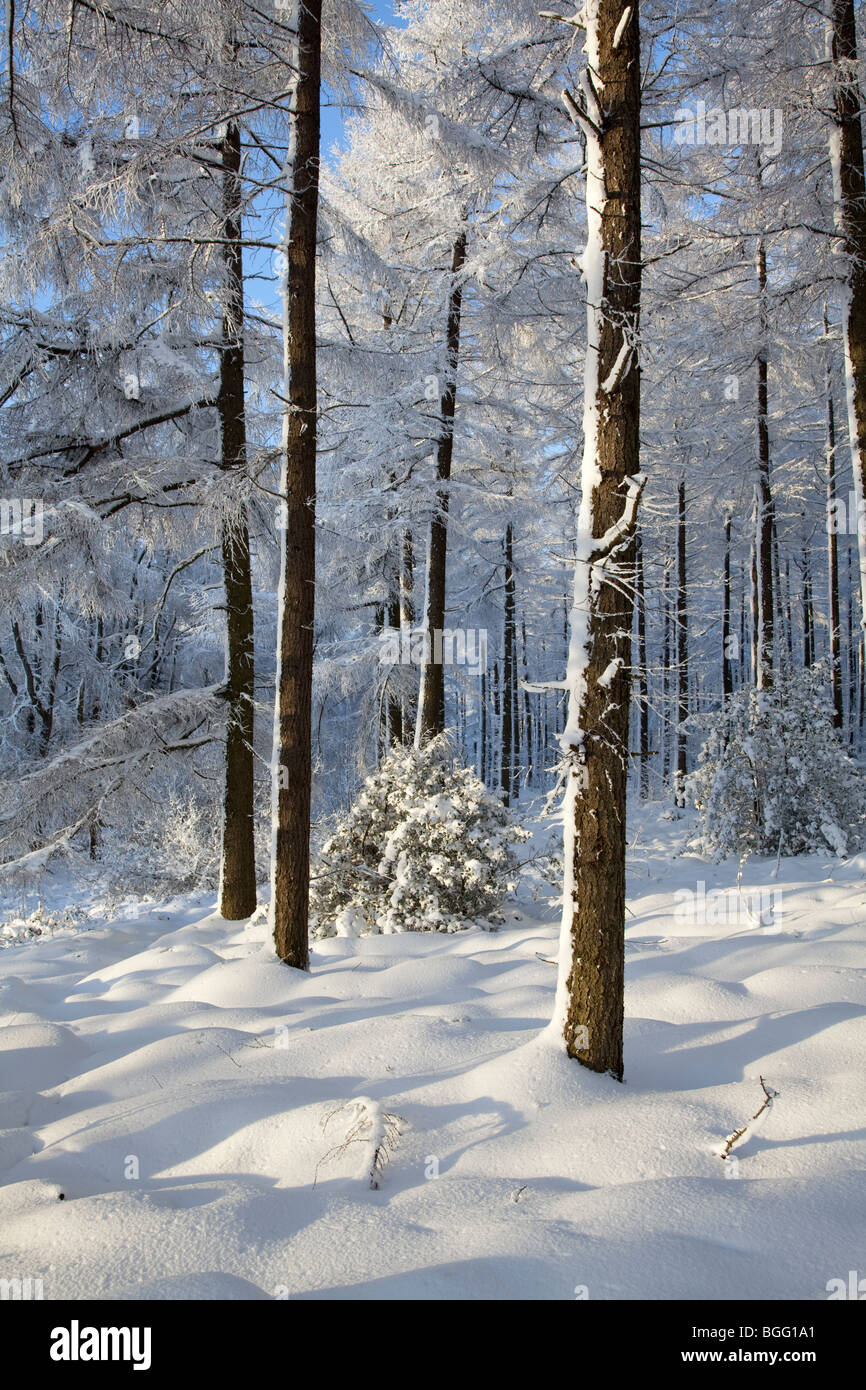 Winter Wonderland in North York Moors National Park Stockfoto